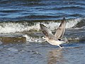 Młoda mewa pospolita (Larus canus)