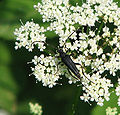 male, Lithuania, 2007 06 14