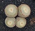 * Nomination Mammillaria muehlenpfordtiiin the Jardin de Cactus, Guatiza, Lanzarote --Llez 05:10, 29 June 2018 (UTC) * Promotion Good quality. --Ercé 05:59, 29 June 2018 (UTC)