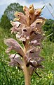 Orobanche caryophyllacea Nördlinger Ries, Germany