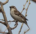 on tree; Japan