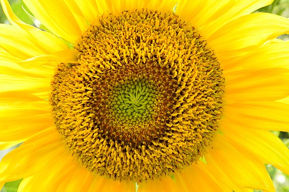 Sunflower with a 40mm macro lens