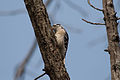 * Nomination A downy woodpecker going at it, check out the eye. --Dori 02:44, 18 March 2008 (UTC) * Decline Focus is off. --Aqwis 23:59, 23 March 2008 (UTC)