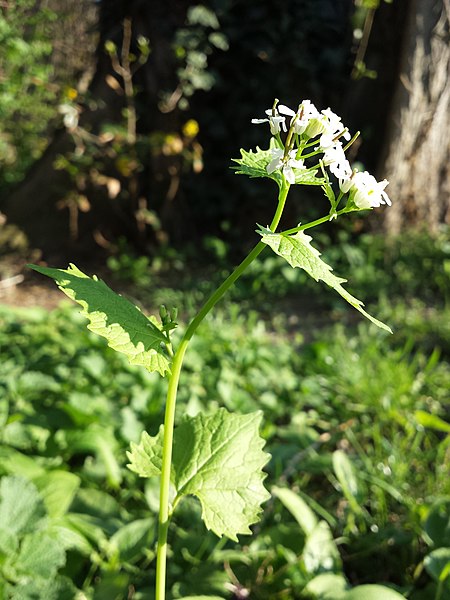 File:Alliaria petiolata sl7.jpg