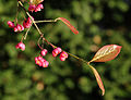 * Nomination European spindle (Euonymus europaeus), fruit and leaves, in a garden, France. --JLPC 20:49, 13 December 2012 (UTC) * Promotion Good quality. --Selbymay 09:49, 14 December 2012 (UTC)