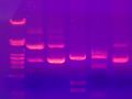 Ethidium bromide