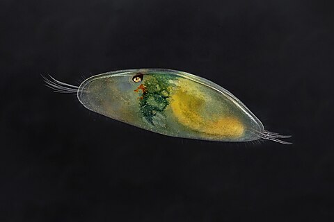 Ostracod