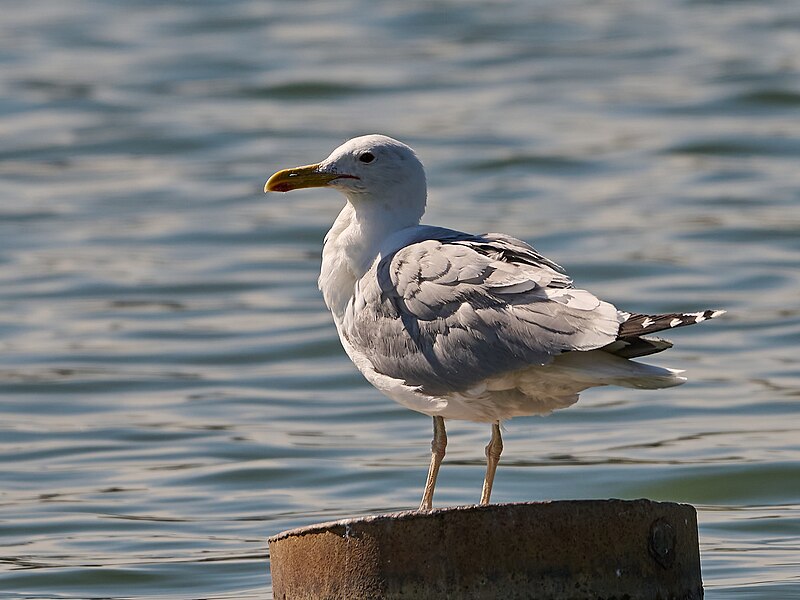 File:Larus cachinnans 406973573.jpg