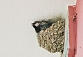 nesting in a swallow's nest