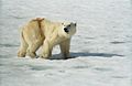 Hornsund, Spitsbergen, Svalbard