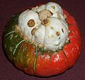 Turban squash