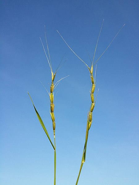 File:Aegilops cylindrica sl57.jpg