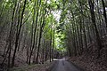 Forest Approach Road View C