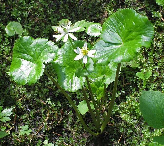 File:Marsh marigold Caltha leptosepala close.jpg