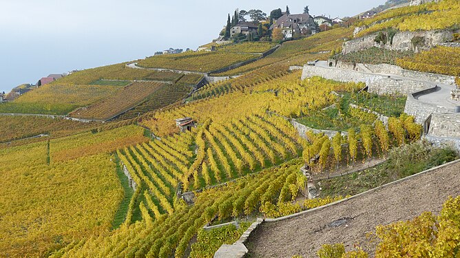 Vineyards of Lavaux on Lac Léman near Epesses, Switzerland