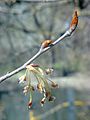 Buds and flowers