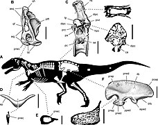 November 13: Aerosteon riocoloradensis