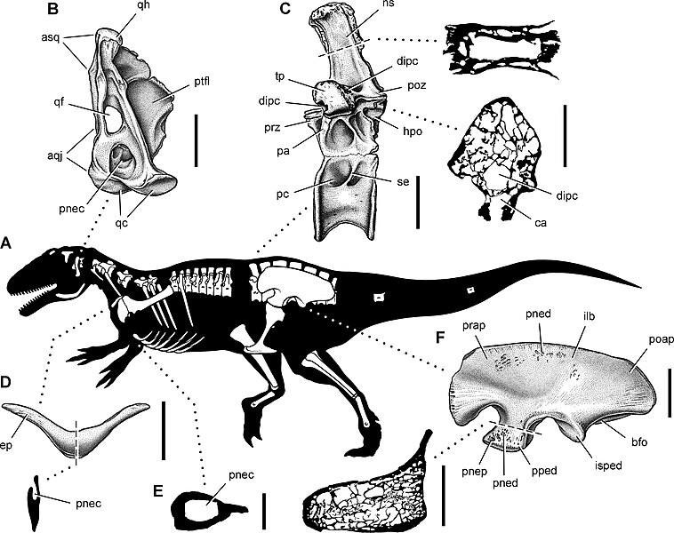 File:Aerosteon riocoloradensis.jpg