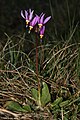 Dodecatheon pulchellum