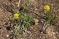 Lomatium brandegeei