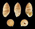 * Nomination Shell of a small South European Land snail, Mastus etuberculatus --Llez 09:39, 28 December 2011 (UTC) * Promotion QI for me--Holleday 22:41, 30 December 2011 (UTC)