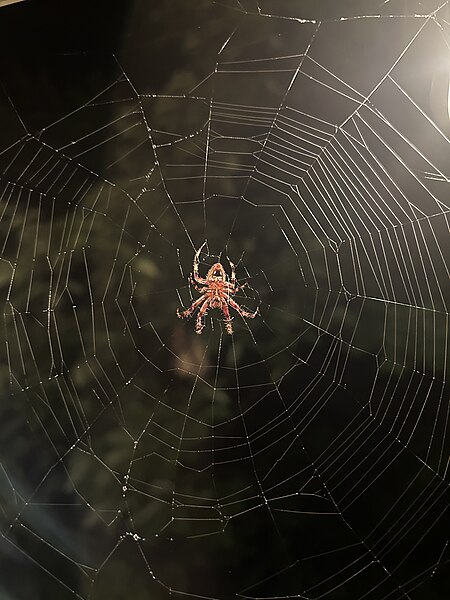 File:Red orb weaver.jpg