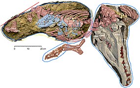 September 24: Adult female and fetal Maiacetus.