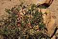 Arctostaphylos nevadensis