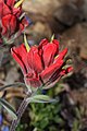 Castilleja elmeri