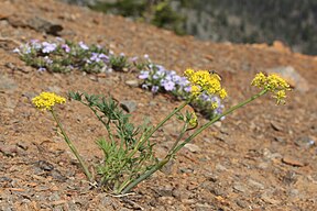 Lomatium brandegeei