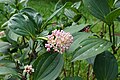 * Nomination: Chandelier tree (Medinilla cummingii) flowers. Prenn 14:06, 8 December 2012 (UTC) * * Review needed