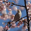 eating Sakura; Japan