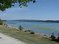 Ufer des Untersees, Blick in Richtung Süden auf den Schweizer Seerücken