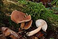 * Nomination Lactarius subdulcis --Holleday 11:59, 1 January 2012 (UTC) * Promotion Good quality --Llez 16:57, 1 January 2012 (UTC)