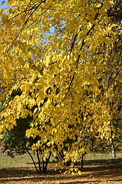 Yellow autumn leaves