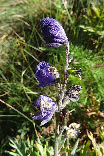 File:Aconitum napellus inflorescence (22).jpg