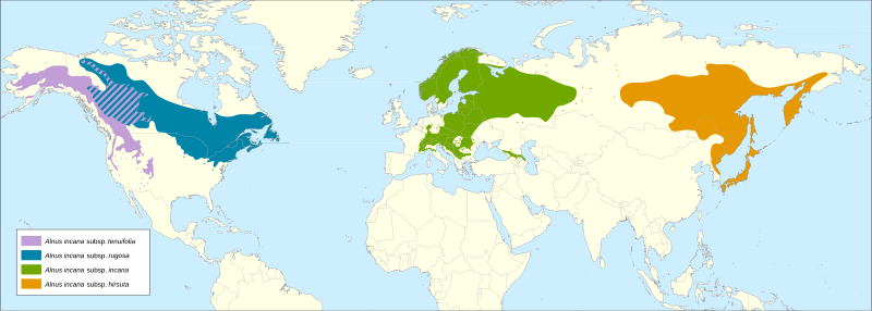 File:Alnus incana range.svg