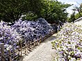 "Brunfelsia_latifolia_in_Ryosenji_(14777716195).jpg" by User:Krorokeroro