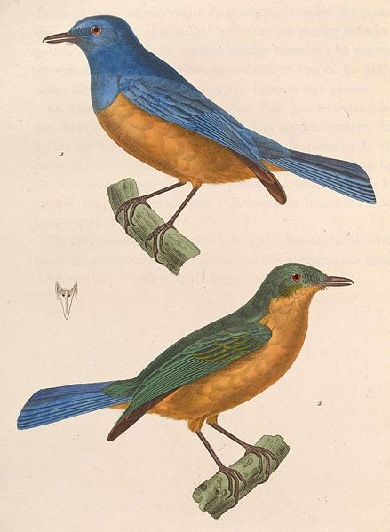 File:Cyornis hyacinthinus 1838.jpg