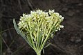 Eriogonum umbellatum