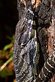 * Nomination Lace Monitor--Benjamint 04:50, 3 October 2007 (UTC) * Promotion I'd love to promote this but it's too small, is it possible to get a larger version? Calibas 04:59, 3 October 2007 (UTC)  DoneI've replaced it--Benjamint 12:59, 3 October 2007 (UTC)  Support A QI by all measures. Where is this shot? Could you geocode it, please. (It says South-eastern Australia in the description, but coordinates would be great) --Siipikarja 14:54, 4 October 2007 (UTC)