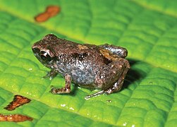 April 8: The frog Paedophryne dekot, one of the smallest species of vertebrates.