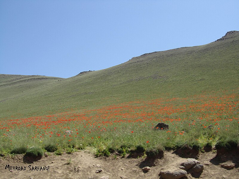 File:Poppies in Sabalan.jpg