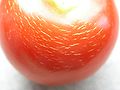 Tomatenfrucht Rissigkeit / micro fruit cracking