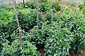 Outdoor in vegetable garden