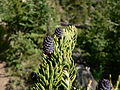 Abies lasiocarpa