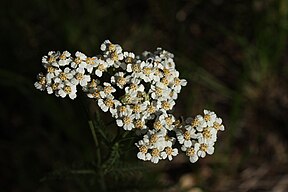 Achillea millefolium