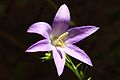 A 6-petal flower of Campanula pyramidalis.