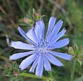 * Nomination Common chicory (Cichorium intybus) --Robert Flogaus-Faust 16:51, 20 October 2024 (UTC) * Promotion  Support Good quality. --Екатерина Борисова 00:56, 21 October 2024 (UTC)