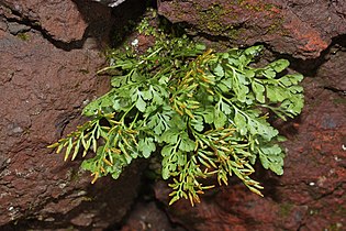   Cryptogramma acrostichoides